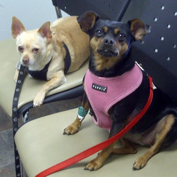 Meet your Posher, Josephine - Picture 1 of 1